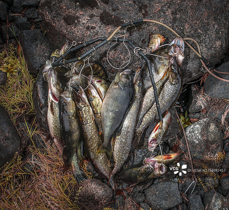 旋转钓鱼捕获的鱼图片素材