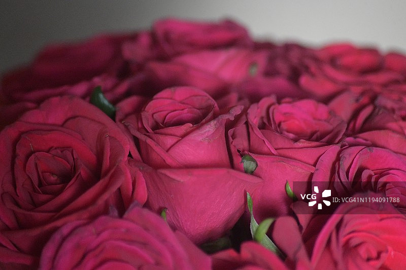 红色情人节玫瑰图片素材