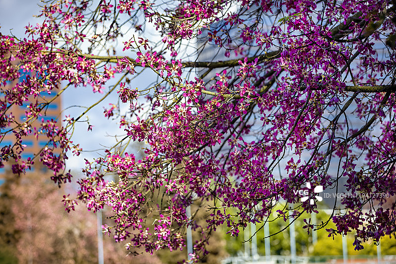 木棉树图片素材
