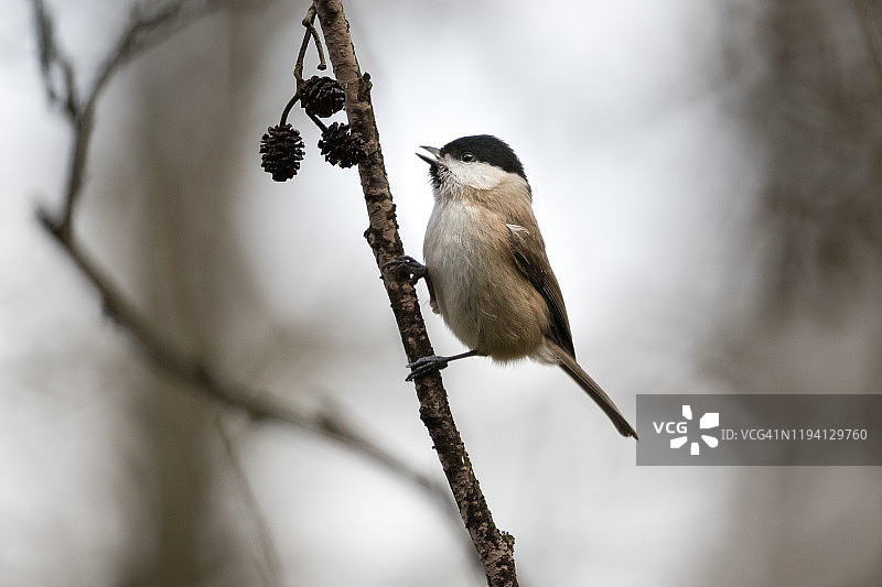 歌唱中的山雀图片素材