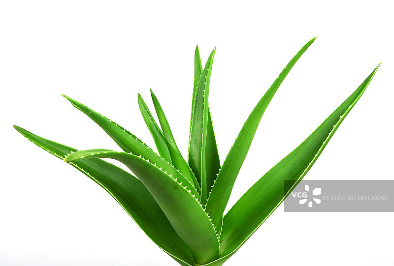 芦荟植物图片素材