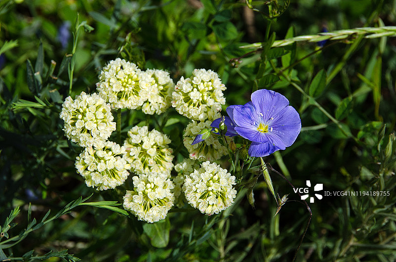 蓝色亚麻和白色野花图片素材