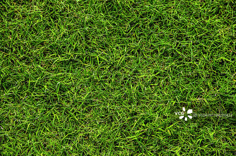 草地或草坪纹理的全画幅照片图片素材