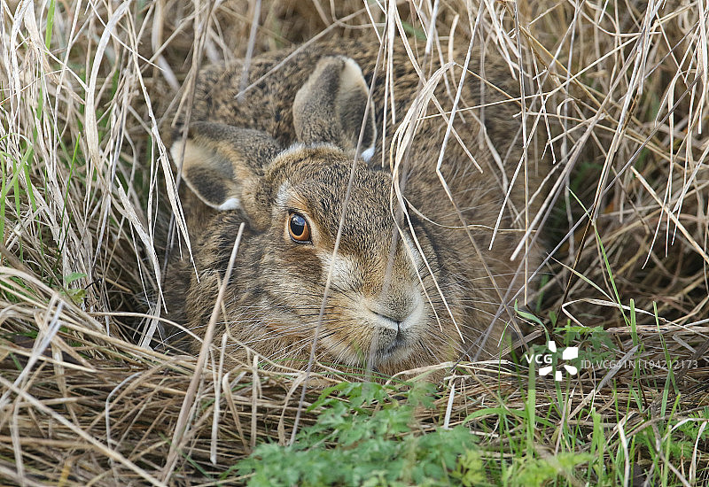 一只欧洲棕兔在浅洼地或草地中躲避，棕兔不挖洞穴图片素材