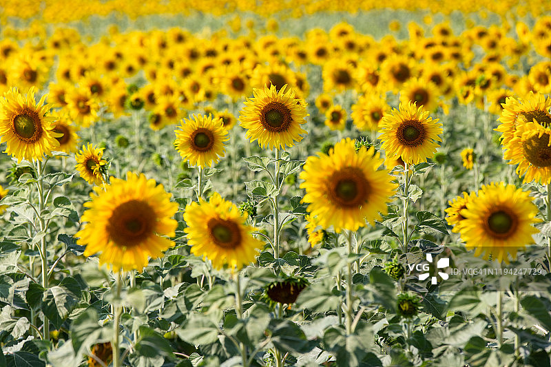 春季田野中美丽的向日葵图片素材