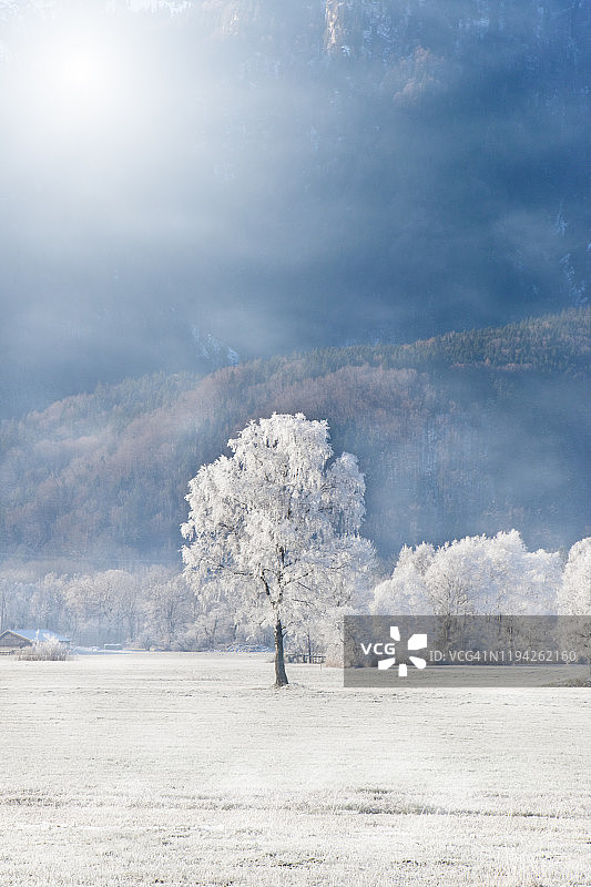 阿尔卑斯山草甸上雾凇覆盖的桦树，伴有雾气和明媚的晨光图片素材