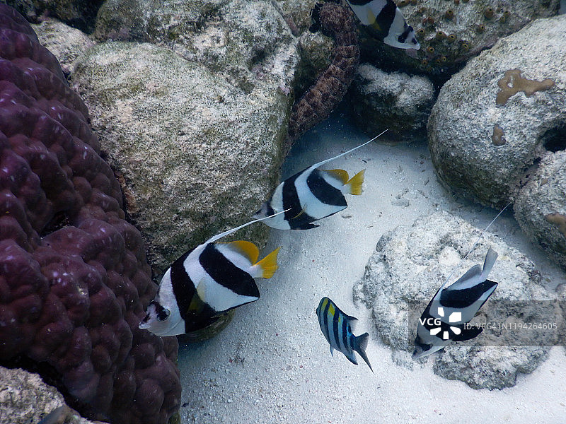 马尔代夫费哈尔霍希岛群居蝶鱼图片素材