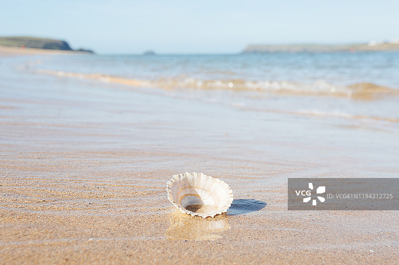 沙滩上的贝壳图片素材