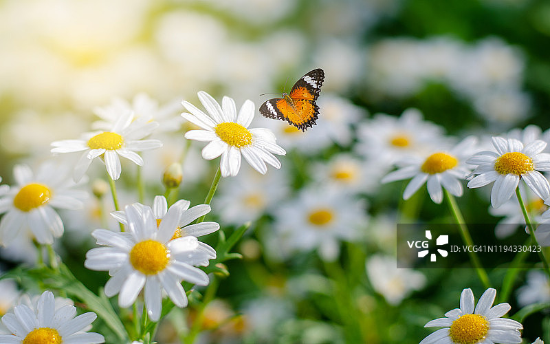 黄色蝴蝶停留在绿草地上的粉白色花朵上图片素材