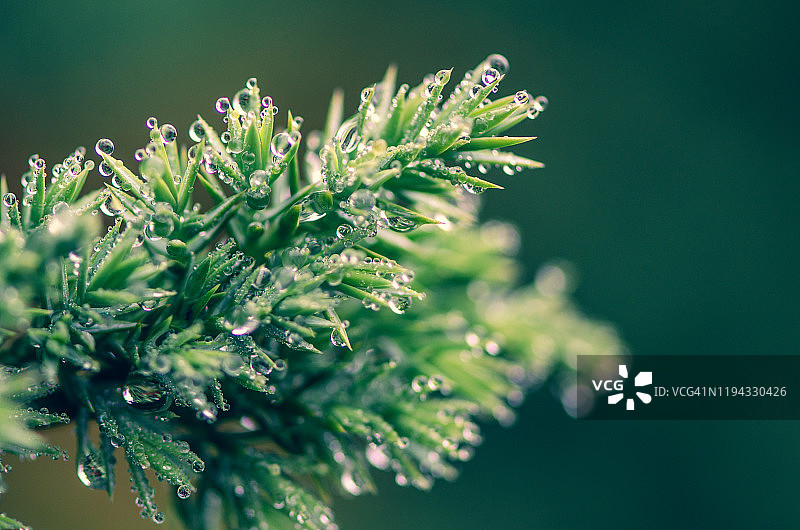 冬季早晨树叶上的水绿色水滴图片素材