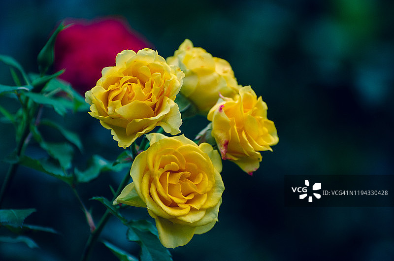 绿色背景的黄色玫瑰花束图片素材