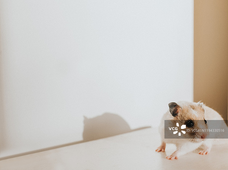 叙利亚仓鼠图片素材