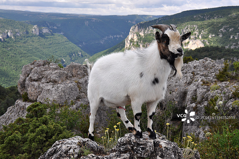 蒙彼利埃勒维约混乱之地上岩石上的山羊图片素材