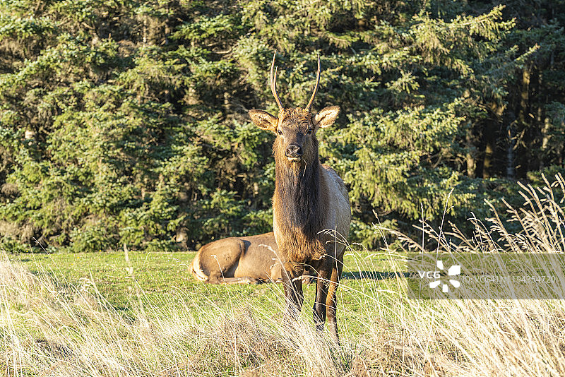美国俄勒冈州埃科拉州立公园炮台海滩的麋鹿或瓦皮蒂鹿图片素材