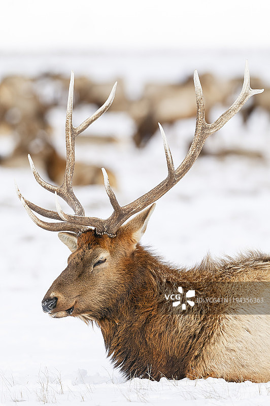美国怀俄明州黄石公园的马鹿图片素材