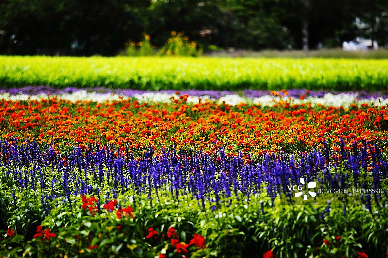 富良野，北海道图片素材