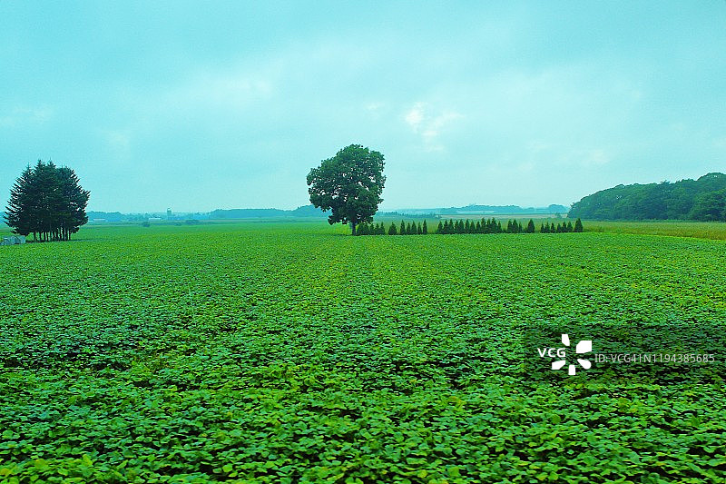 富良野，北海道图片素材