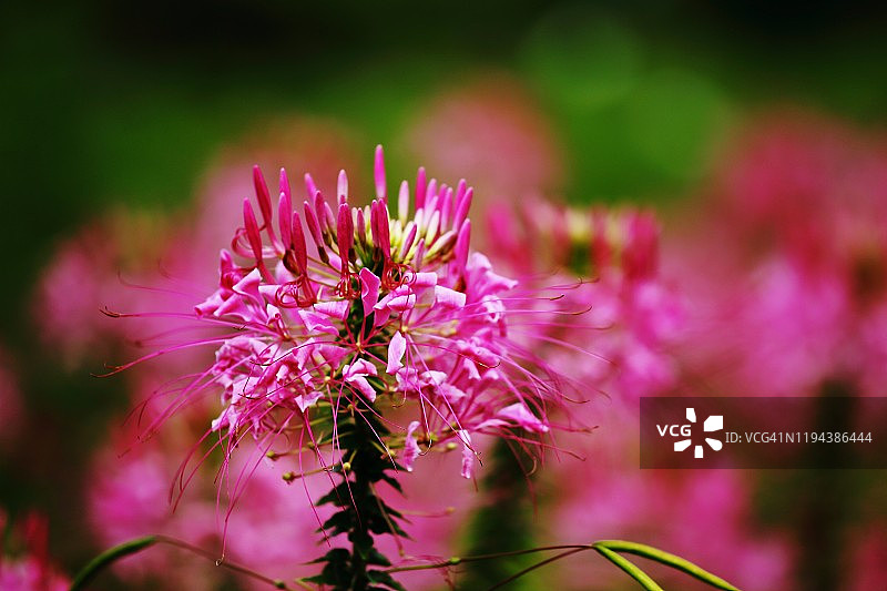 富良野，北海道图片素材