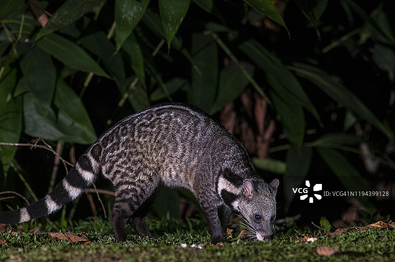 丛林中的大型印度灵猫夜间摄影图片素材