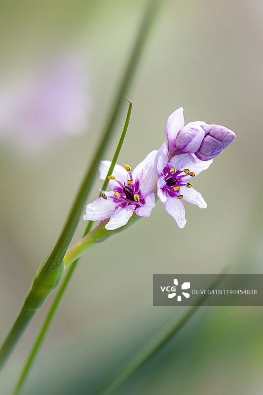 水紫草美丽的粉色花朵特写图片素材