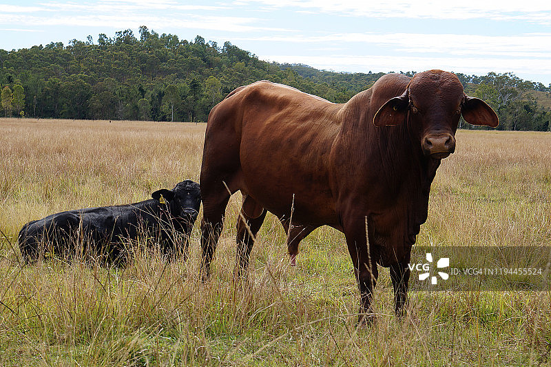 澳大利亚的畜牧区图片素材