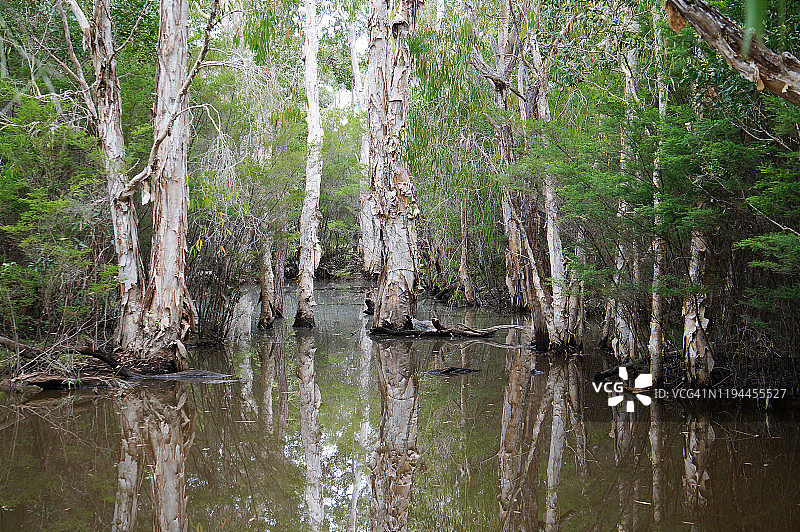 白千层沼泽图片素材
