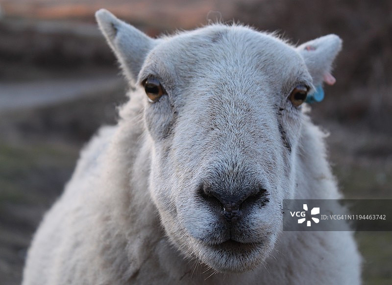 威尔士绵羊肖像图片素材