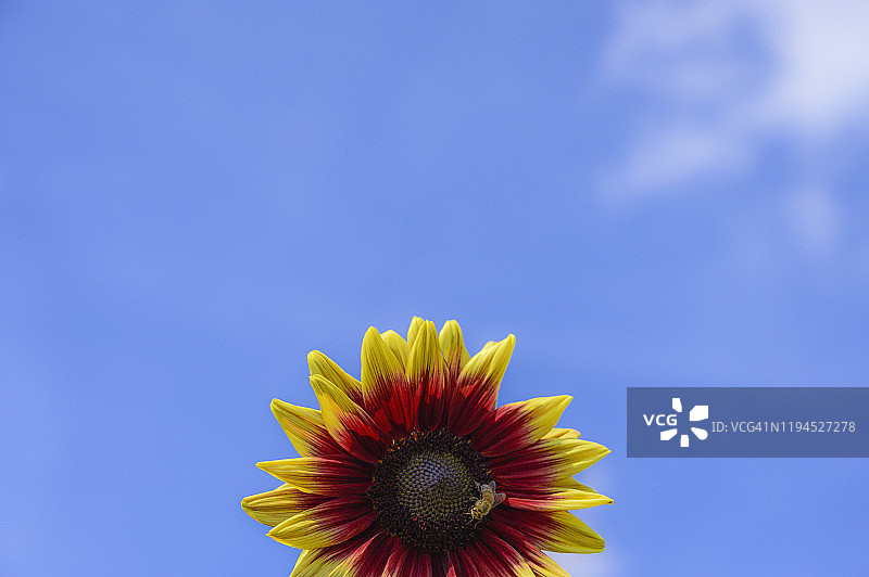天空下的向日葵与蜜蜂图片素材