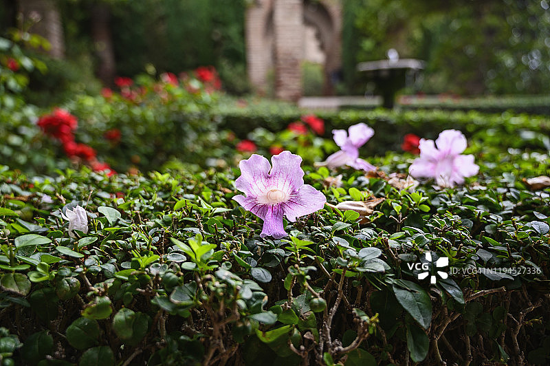 西班牙马拉加阿尔卡萨瓦城堡花园图片素材