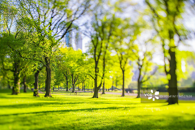 年轻男人漫步曼哈顿街头，春日阳光下绿树掩映高楼图片素材