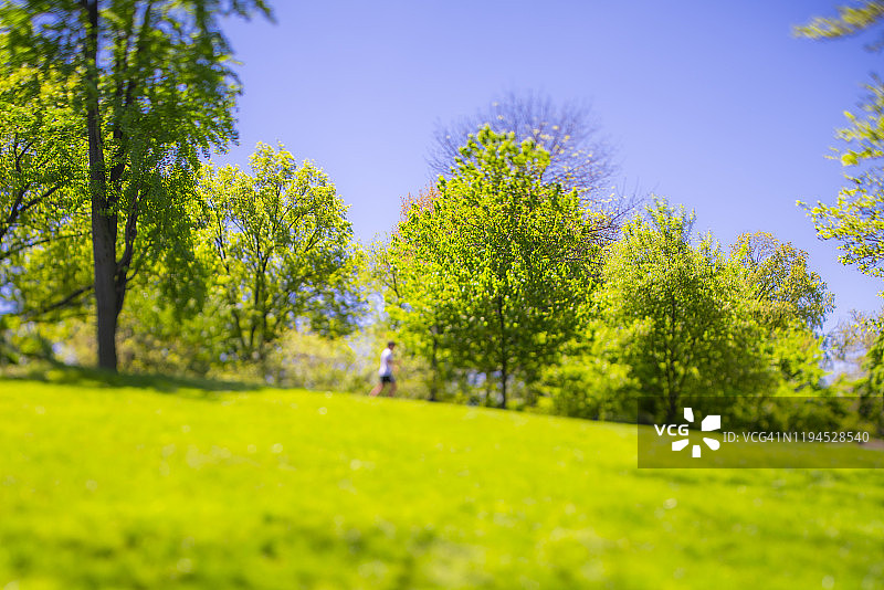 2019年5月8日，纽约市中央公园蓝天下草坪间，沿着人行道生长的一排新鲜绿叶树图片素材