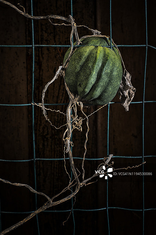 栅栏上的橡子南瓜和藤蔓图片素材