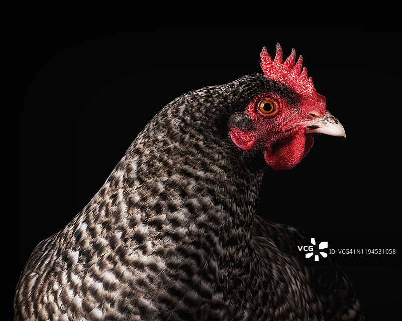 布谷鸡_1图片素材