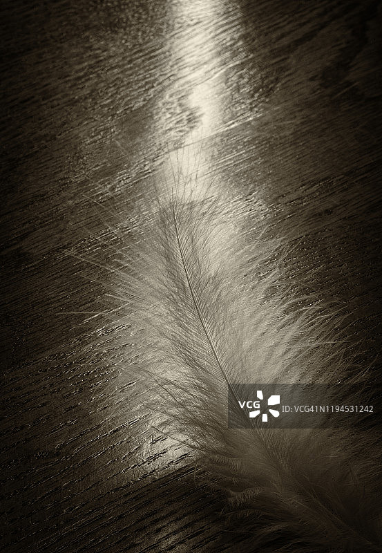 光线下的羽毛图片素材