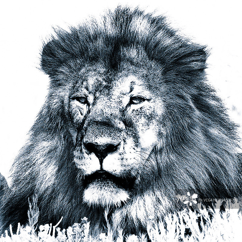 纳米比亚埃托沙的雄狮图片素材