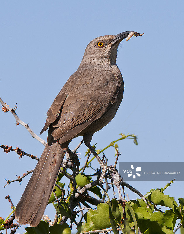 弯嘴嘲鸫与昆虫幼虫图片素材