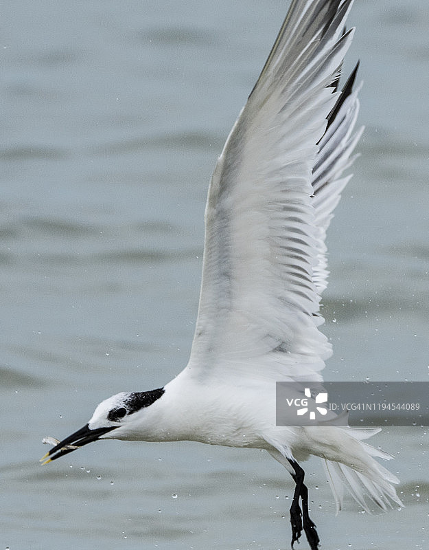 白嘴端燕俯冲捕鱼，冬季成鸟，墨西哥湾沿岸图片素材