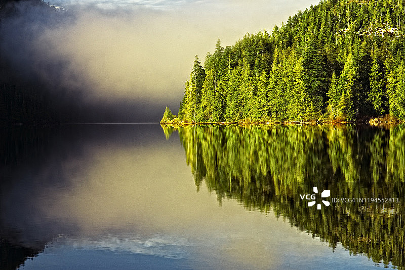 温哥华岛阿特拉克湖的金色光辉森林图片素材