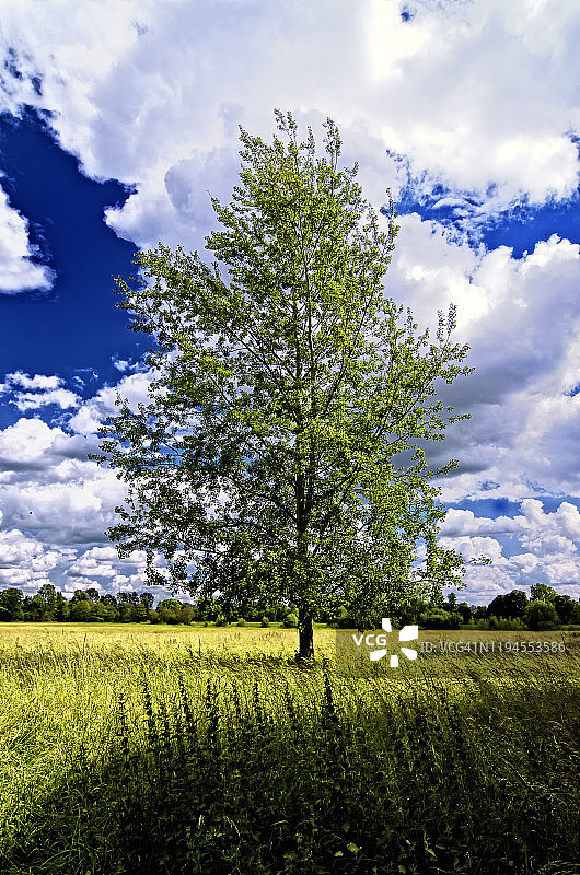 英国农田中的贷款树图片素材