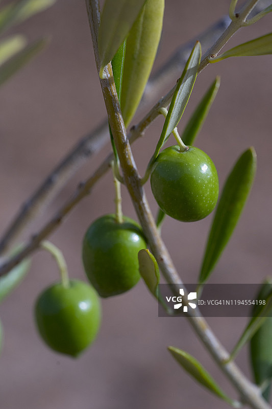 树上生长的三颗橄榄特写图片素材