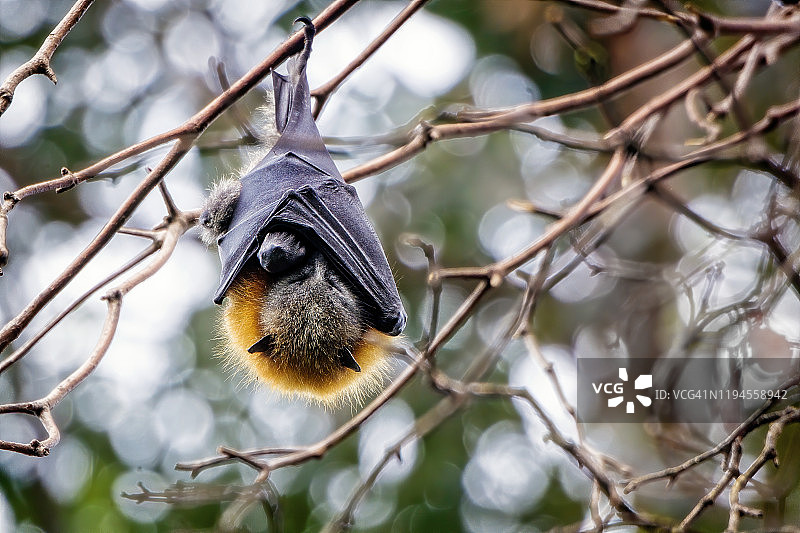 灰头狐蝠图片素材