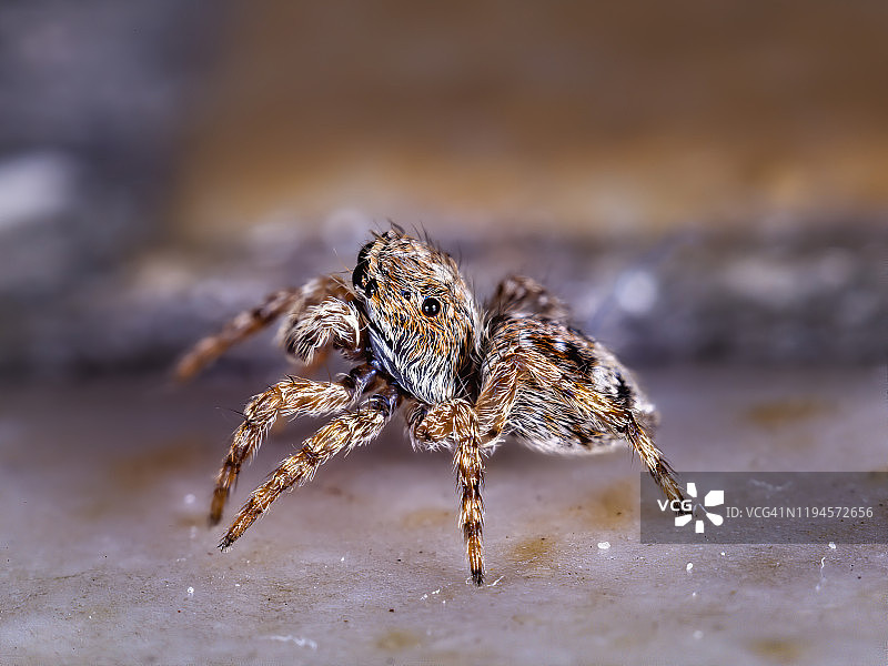 斑马跳蛛图片素材