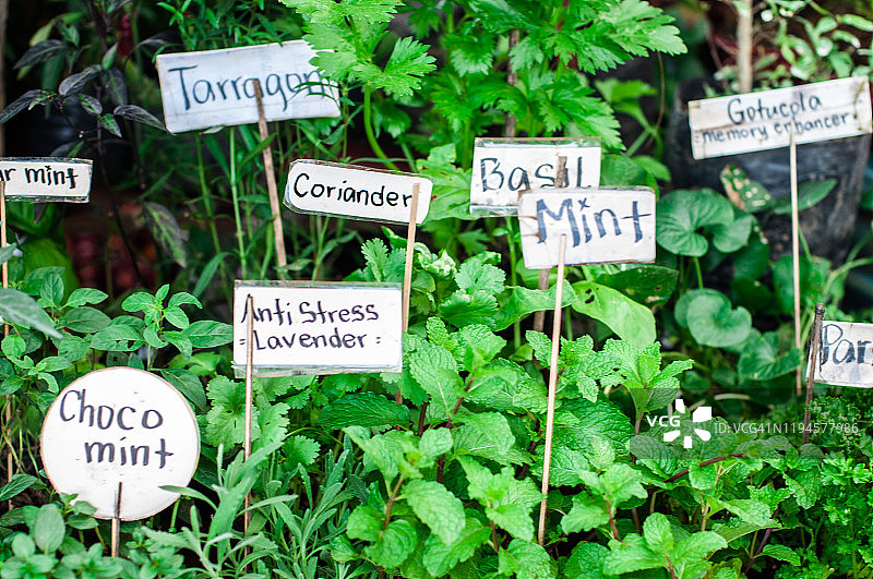 花园里的各种草药图片素材