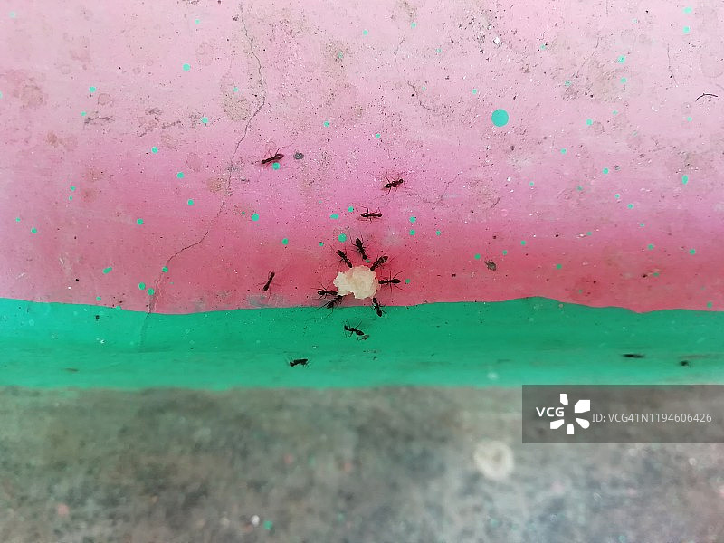 一群黑蚂蚁正在吃甜食图片素材