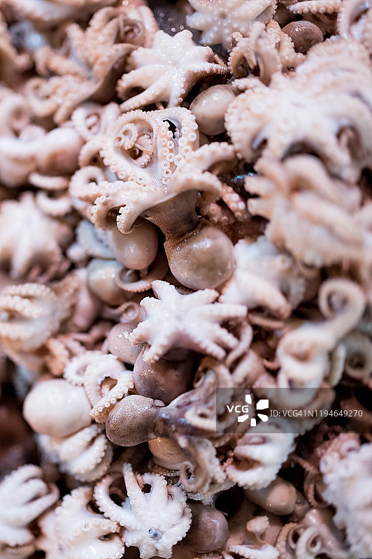 小章鱼特写镜头图片素材