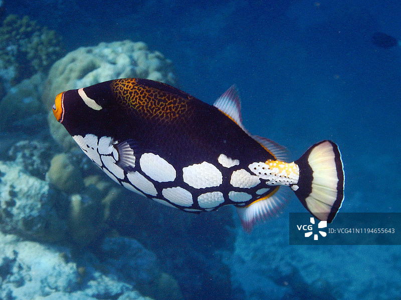 小丑炮弹鱼，菲哈后岛，马尔代夫图片素材