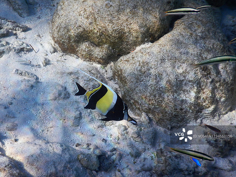 镰刀鱼，菲哈后岛，马尔代夫图片素材