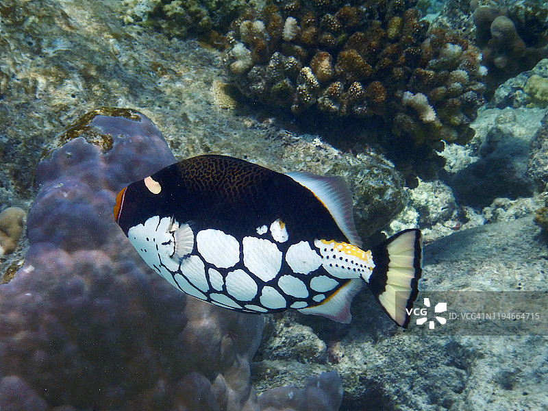 小丑炮弹鱼，菲哈后岛，马尔代夫图片素材