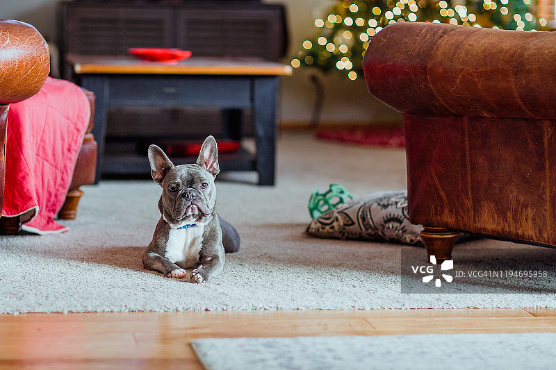 圣诞树前地板上的法国斗牛犬图片素材