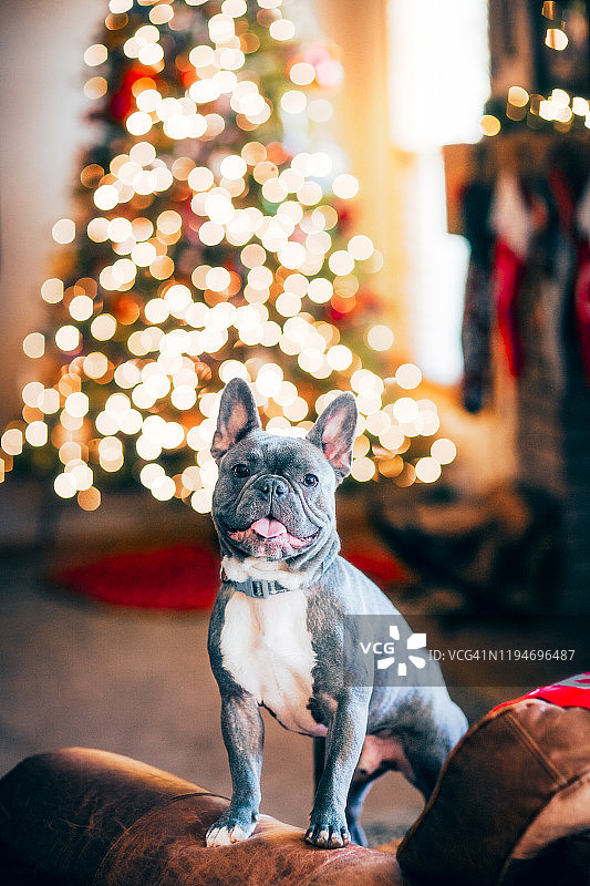 圣诞树前地板上的法国斗牛犬图片素材